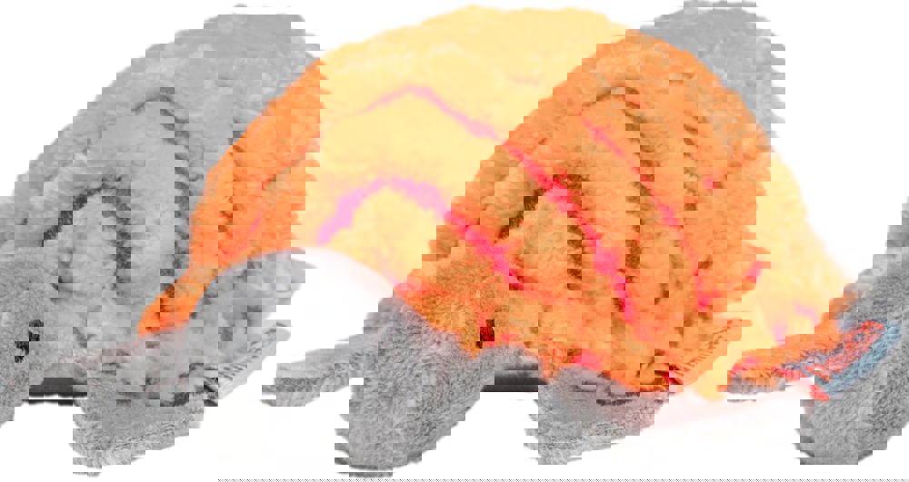 Katzenspielzeug Schildkröte, multicolour, one size