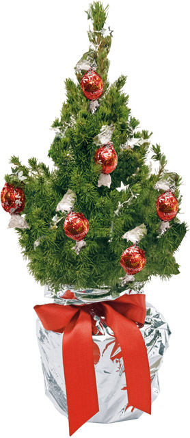 Schokotraum-Bäumchen 35-45 cm, in Einzelkartonage