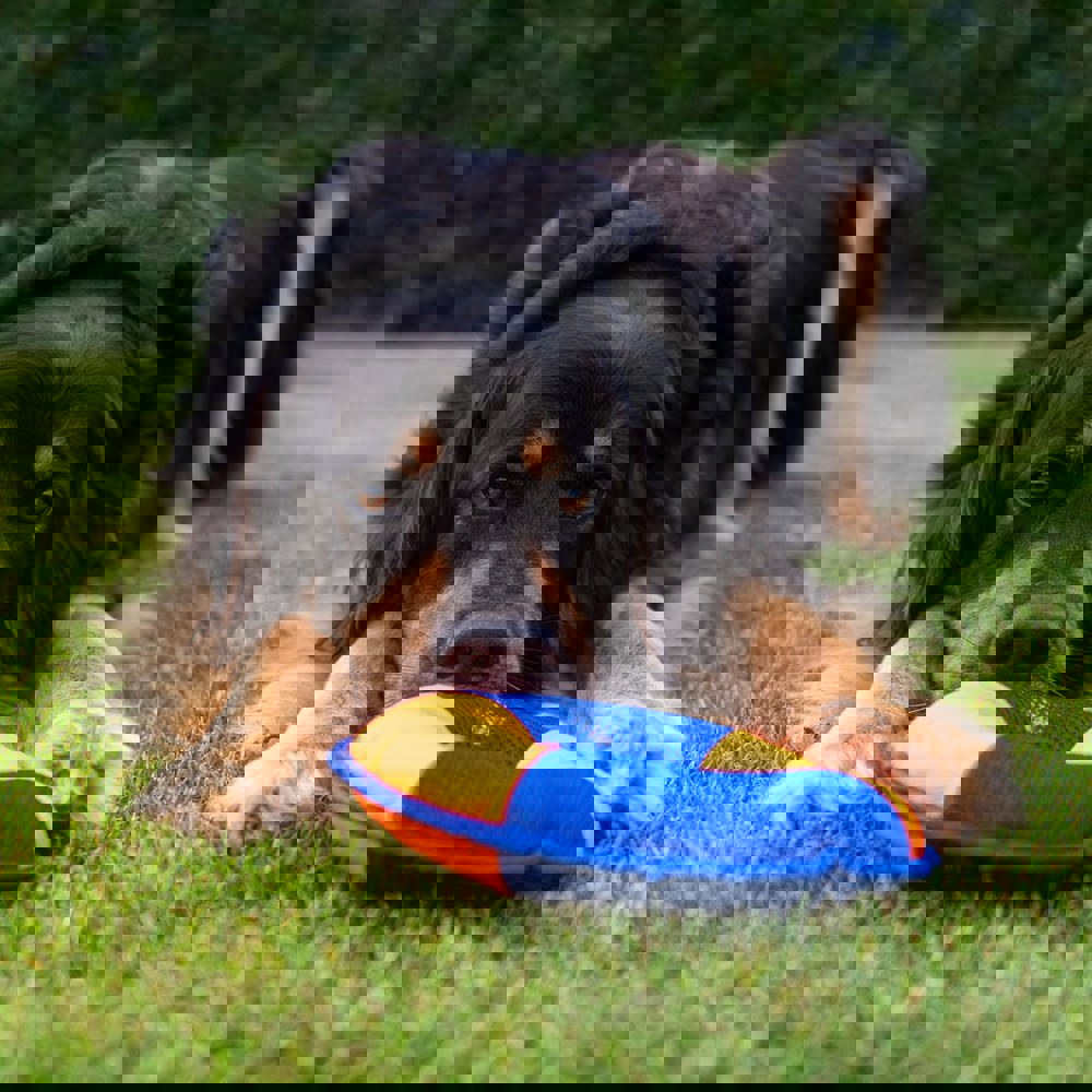 Hundespielzeug Flying Disc, orange/blau, M