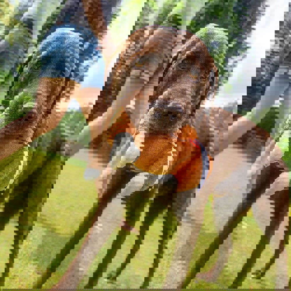 Hundespielzeug Hähnchen, braun, one size