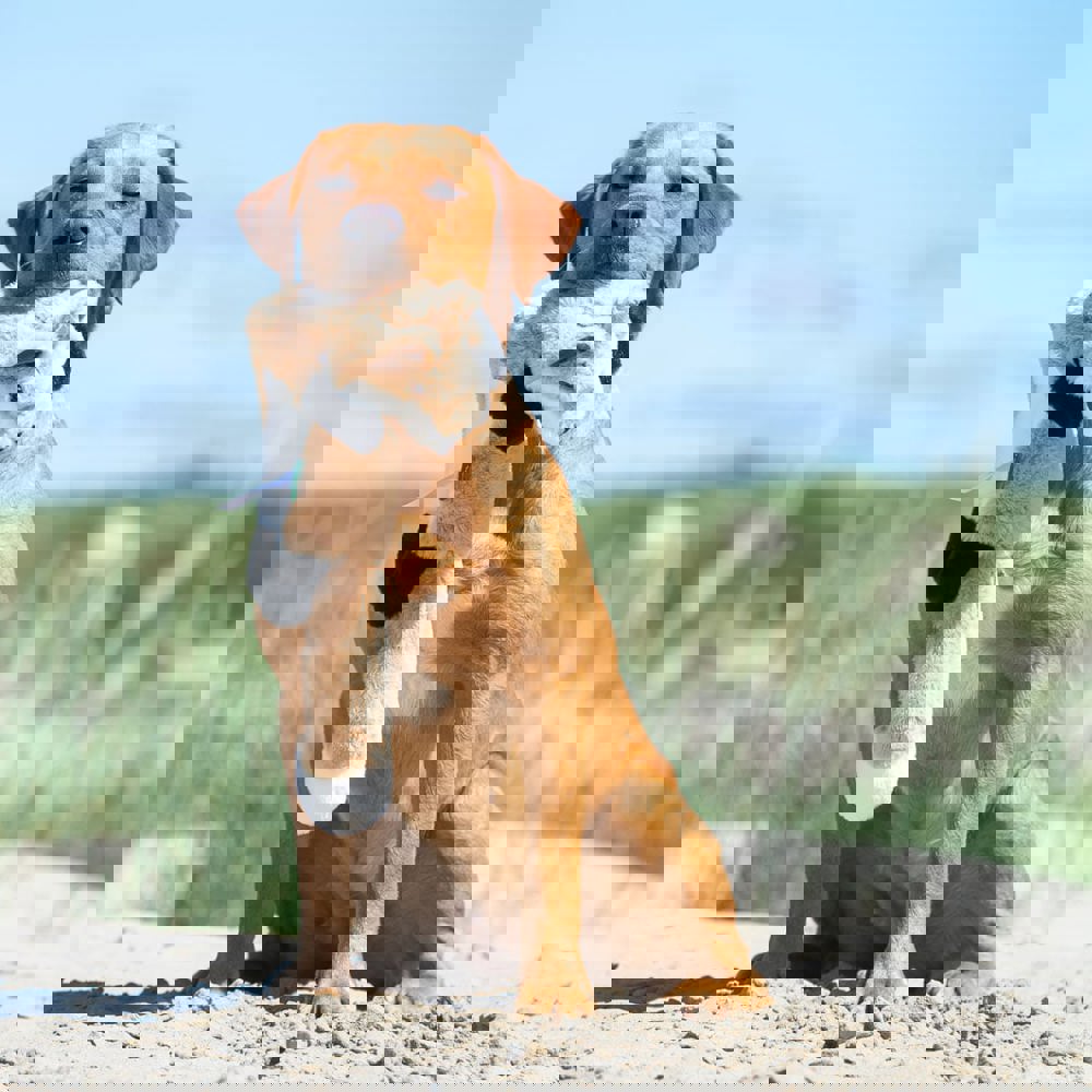 Hundespielzeug RecycelFuchs, beige, one size